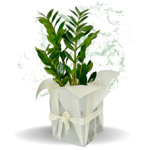 Plant Treasure
