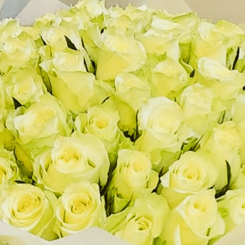 50 white Rose bouquet