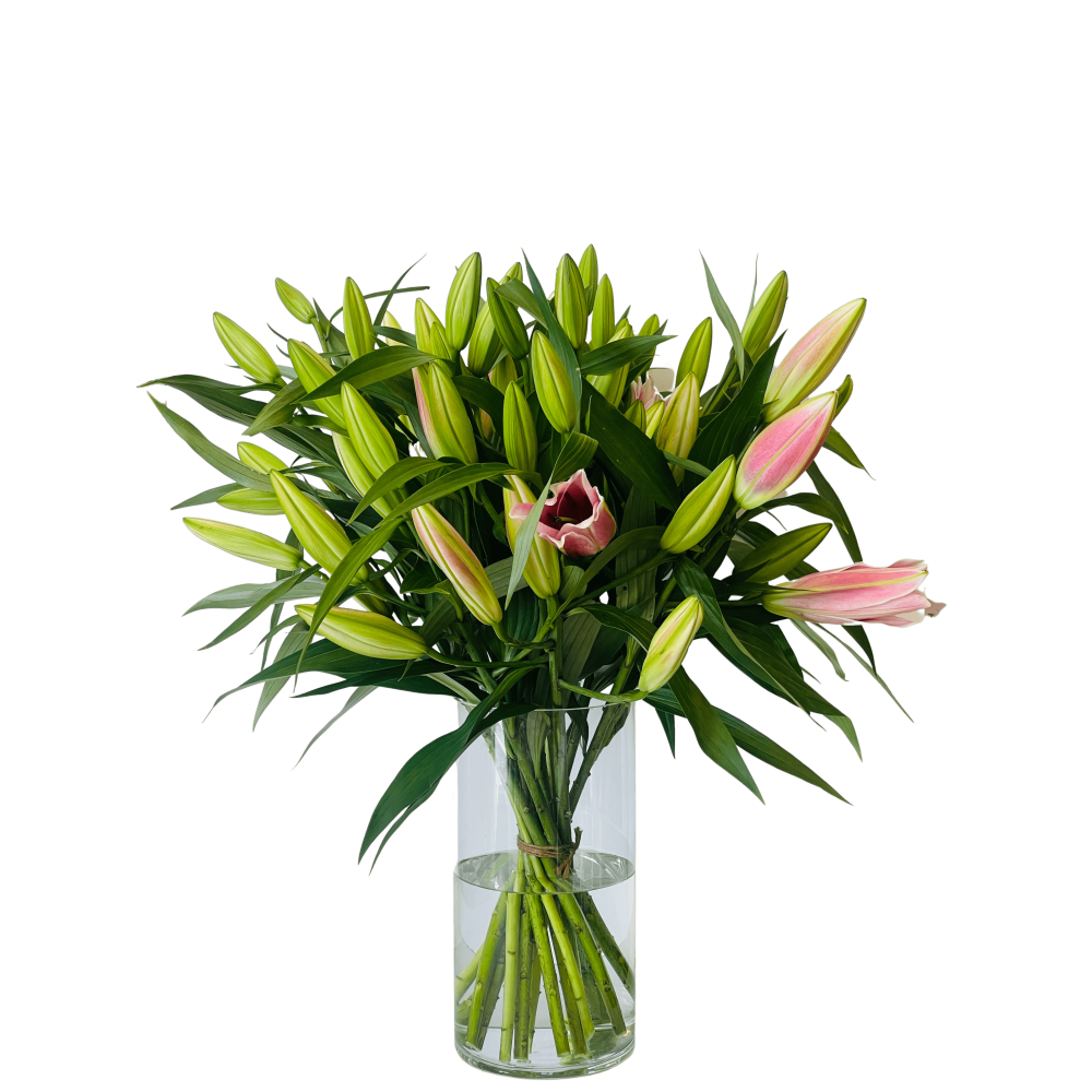 The Bloomzy Stargazers