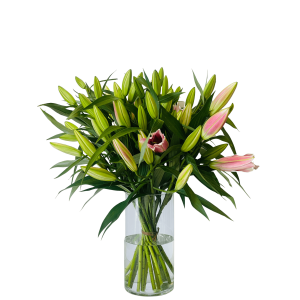 The Bloomzy Stargazers
