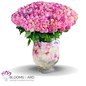 Song of Nature - 230 Mix Roses
