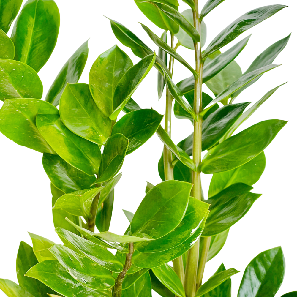 Plant Treasure