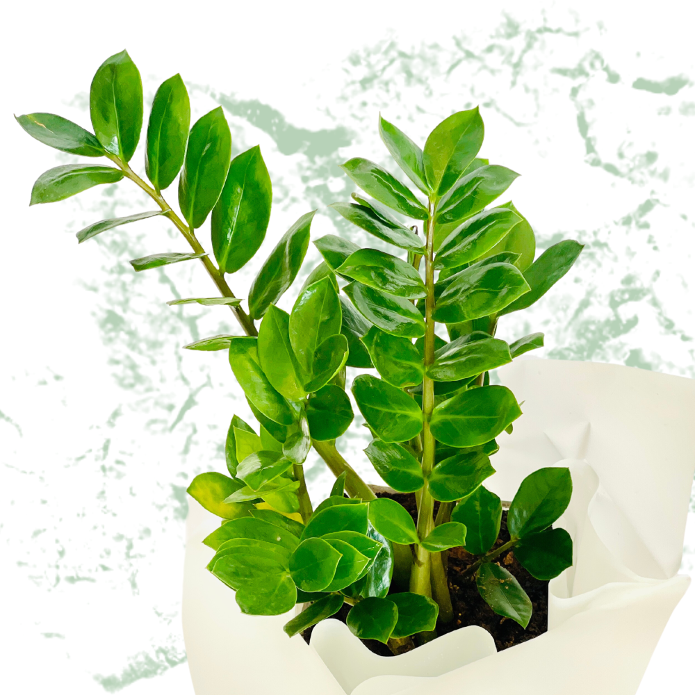 Plant Treasure
