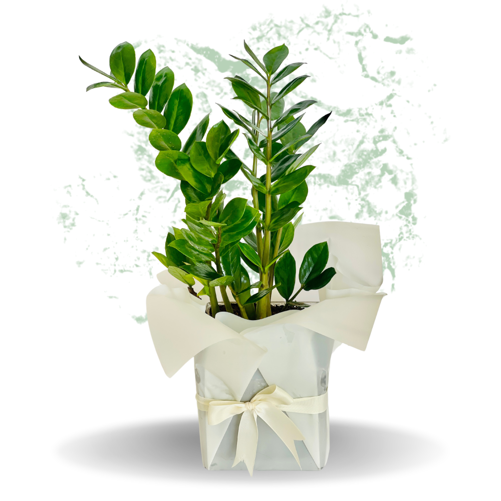 Plant Treasure