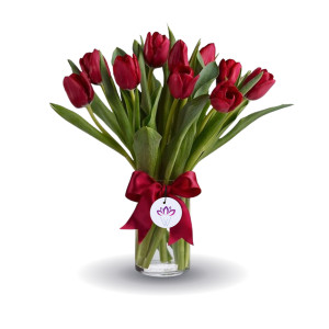 The Red Tulip Moments