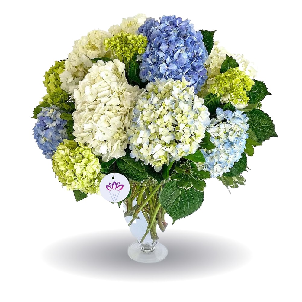 The Congratulation Gesture - 20 Mix Hydrangea