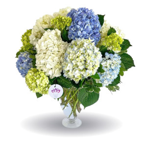 The Congratulation Gesture - 20 Mix Hydrangea
