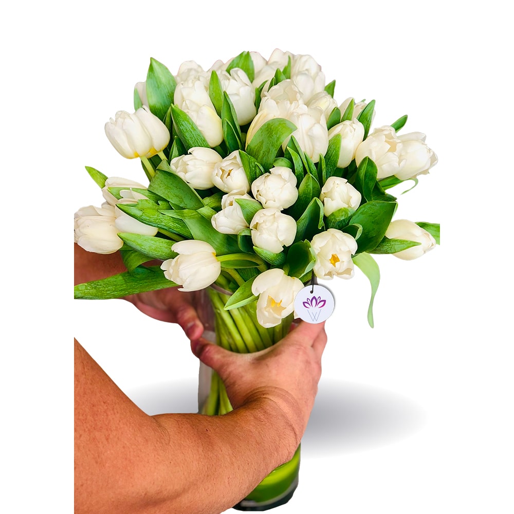 The Blushing White - 50 Tulips